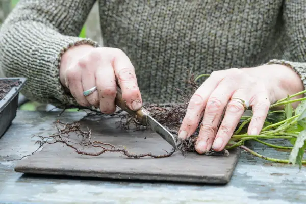 Dividing the root into lengths