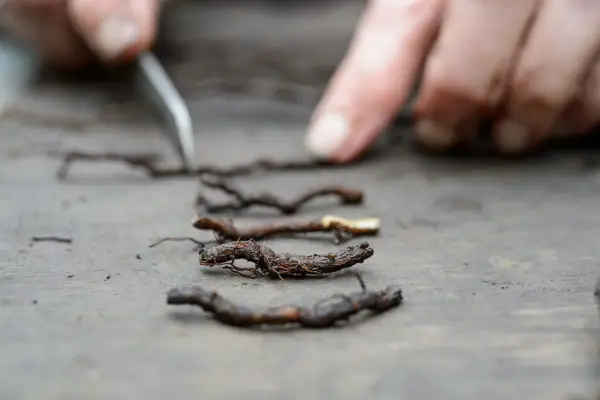 2048x1365-How-to-take-root-cuttings-LI3658857