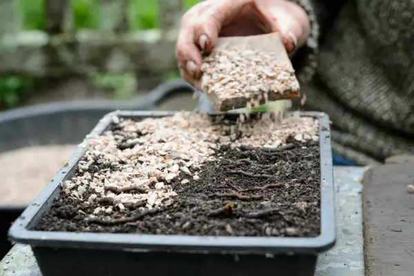 Laying the cuttings on the compost