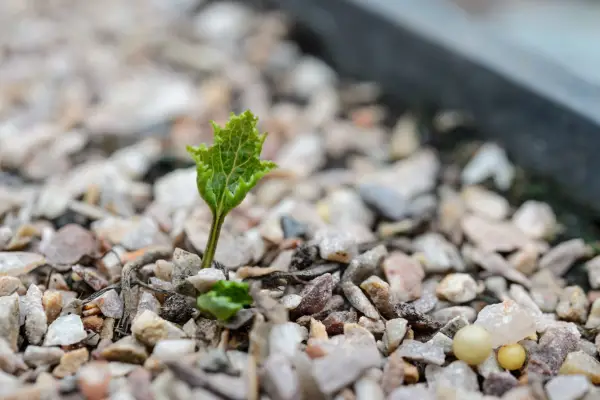 Newly developed leaves