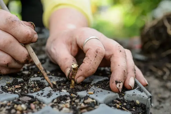 How to take root cuttings - pushing the cuttings into the compost