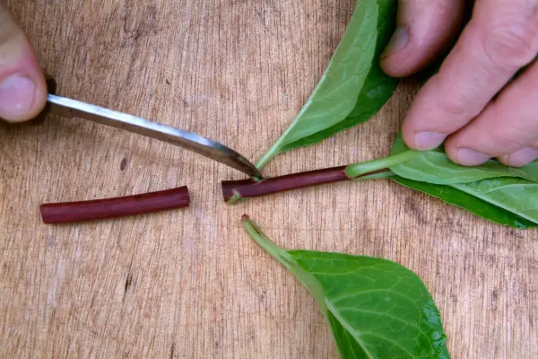Cutting beneath a leaf joint