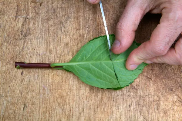 Reducing the leaf by half