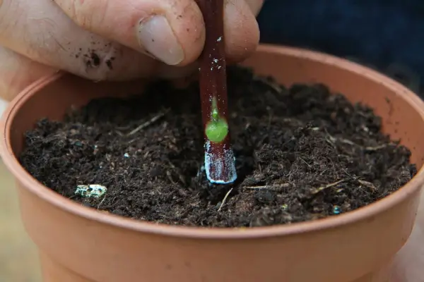 Inserting the cutting into compost