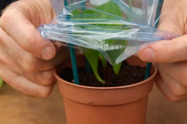 Covering the cutting with a plastic bag