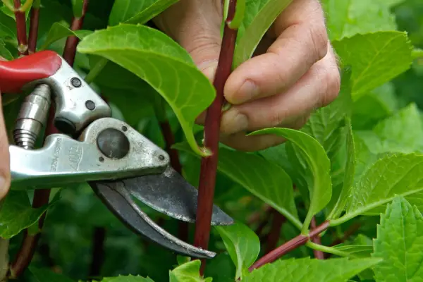 How to take softwood cuttings