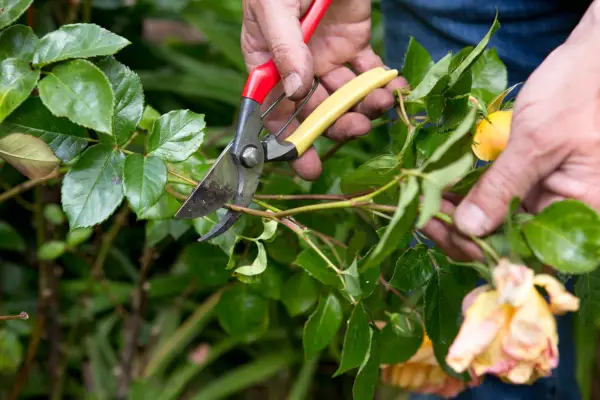 Deadheading roses