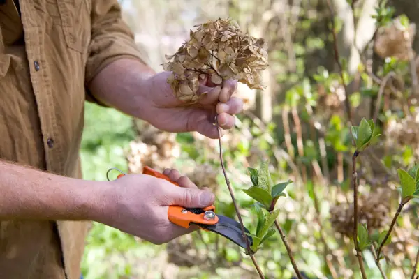Deadheading hydrangeas