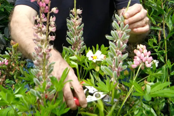 Deadheading lupins