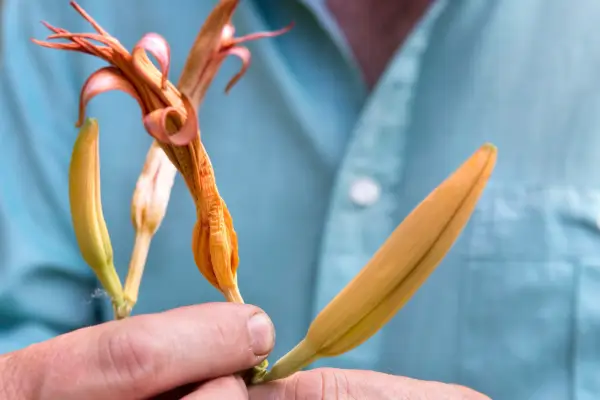Deadheading daylilies