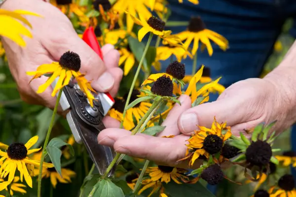 Deadheading rudbeckias
