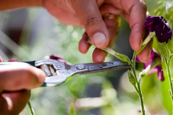 Deadheading nicotiana flowers