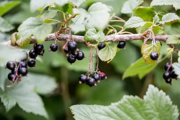 Blackcurrant in fruit