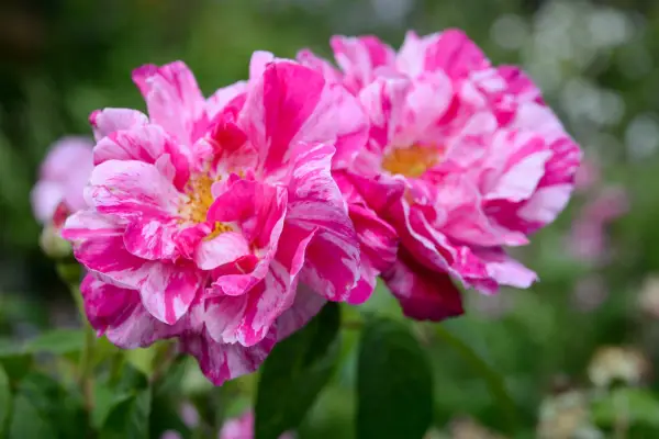 Shrub rose, Rosa mundi