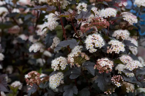 Physocarpus opulifolius 