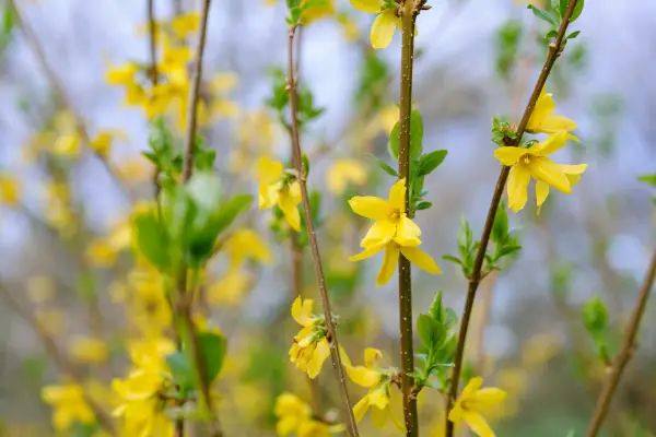 Forsythia x intermedia 