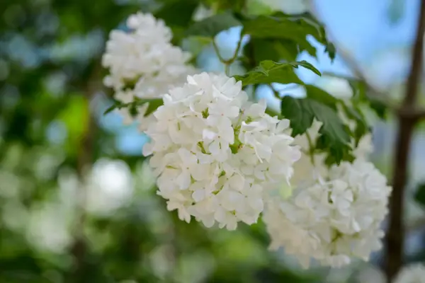 Viburnum opulus