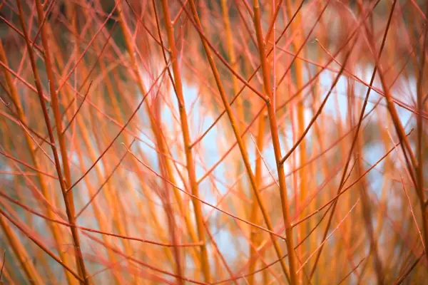 Hardwood cuttings - plant list