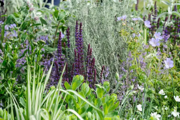 Catnip growing with salvia and geranium