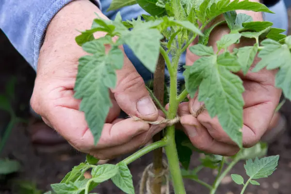 Growing cordon tomatoes - tying in the stem
