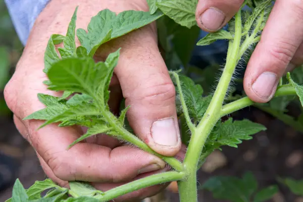 Growing cordon tomatoes - pinching out side shoots