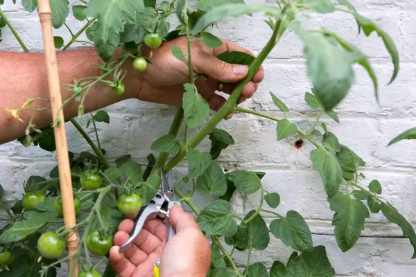 Growing cordon tomatoes - cutting out large side shoots