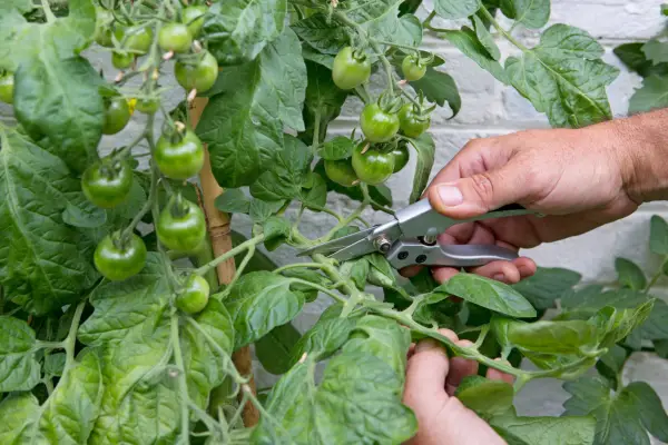 Growing cordon tomatoes - removing leaves