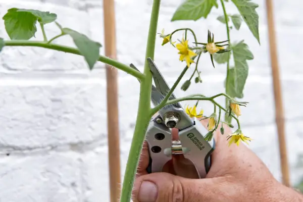 Growing cordon tomatoes - cutting back the main stem
