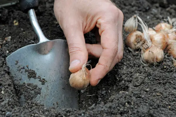 Planting saffron crocus bulbs