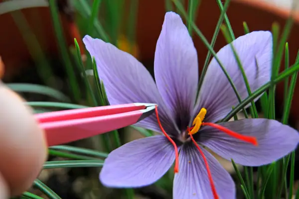 Harvesting the saffron strands