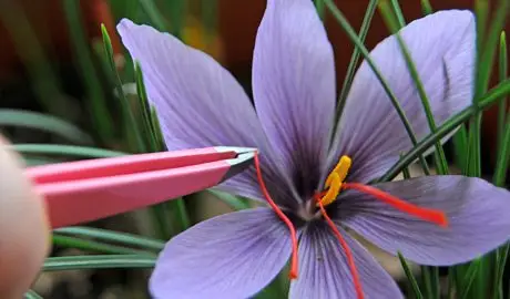 Comment cultiver le safran