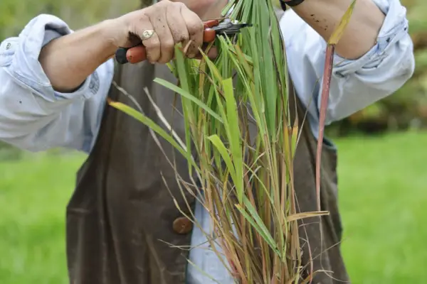 Trimming lemongrass foliage