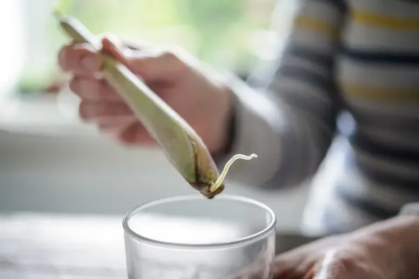 Rooting a lemongrass stalk in water
