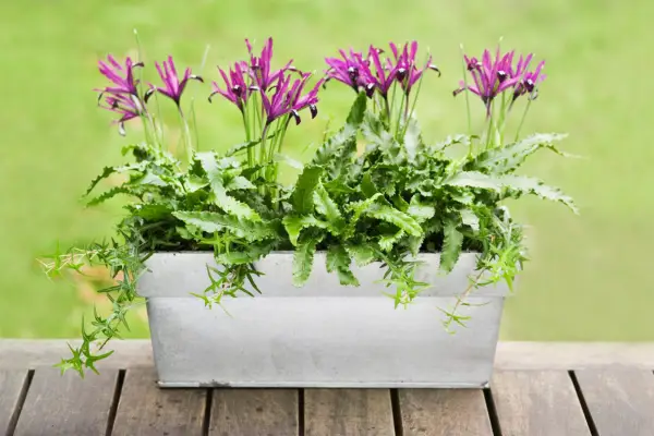 Iris, Ivy und Farn Pot Display
