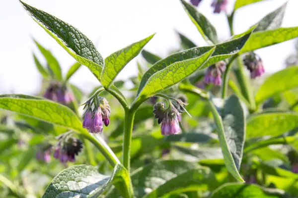 Russian comfrey (Symphytum x uplandicum) in flower