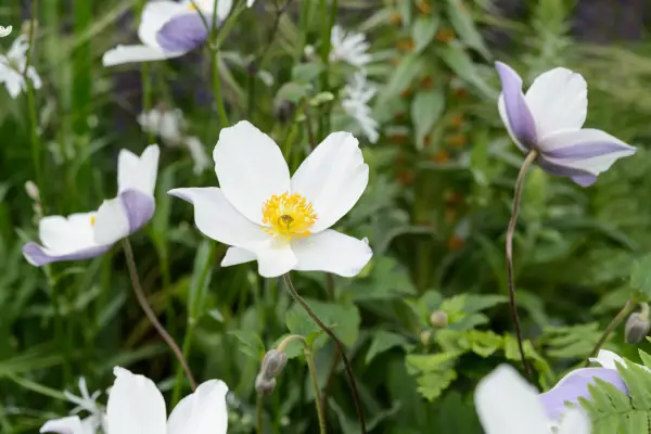 Ikke-invasive plantesorter