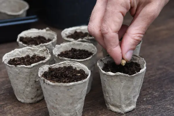 Thompson & Morgan Biodegradable Plant Fibre Seed Pots - Verdantvows