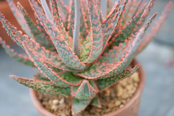 10 aloes to grow - Aloe 