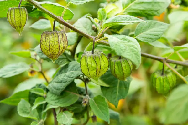 Branch with green fruits of Physalis peruviana. Getty Images