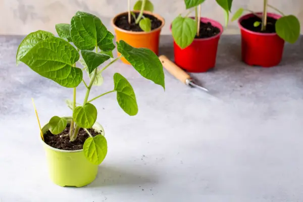 Cape gooseberry seedlings in pots. Getty Images
