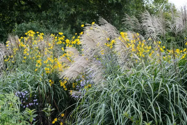 How to grow miscanthus – Miscanthus and helianthus