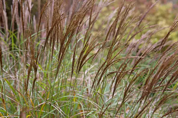 How to grow miscanthus – Miscanthus sinensis 