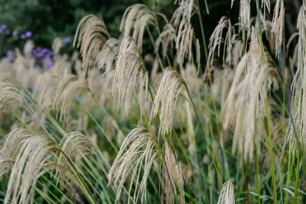 How to grow miscanthus – Miscanthus nepalensis