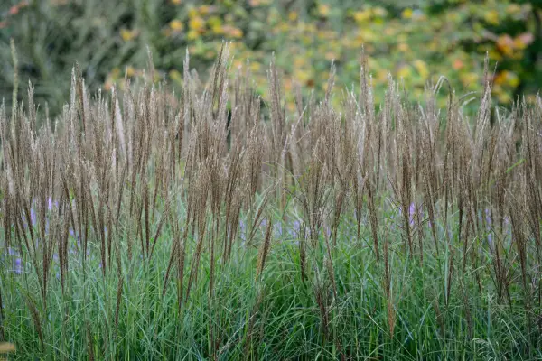 How to grow miscanthus – Miscanthus sinensis 