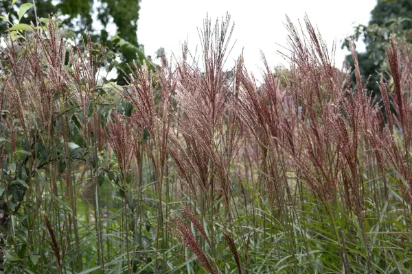 How to grow miscanthus – Miscanthus 