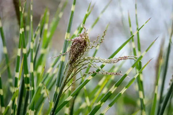 Zebra grass, Miscanthus sinensis 
