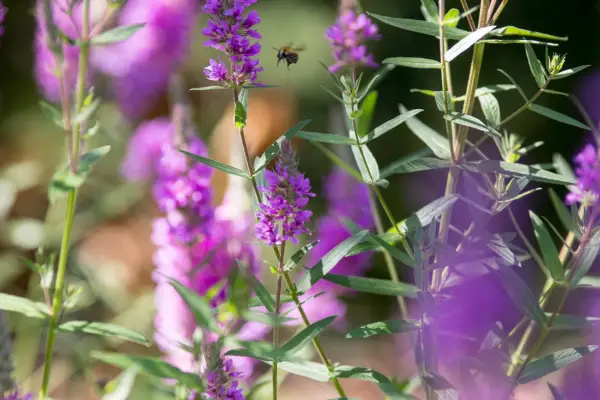 Hvordan dyrke lilla Loosestrife