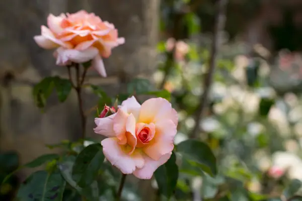 Comment tailler les roses en hiver