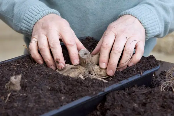 Planting dahlia tubers into compost