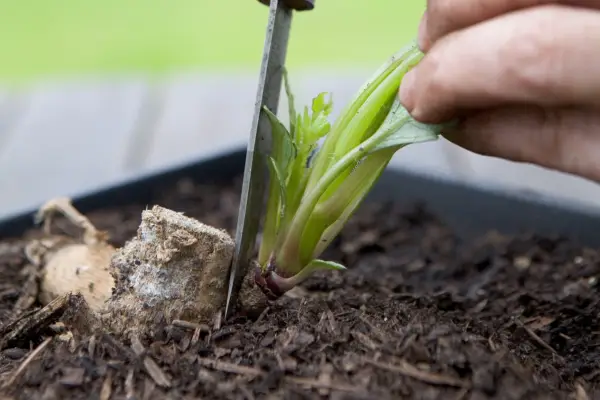 Removing healthy dahlia shoot